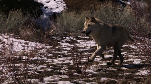 A white wolf runs in slow motion in a snowy plain.