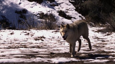 A white wolf trots through a snowy forest in slow motion.