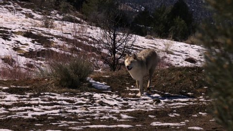 A white wolf runs in slow motion in a snow forest.
