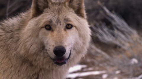 A white wolf looks around with a snowy background.