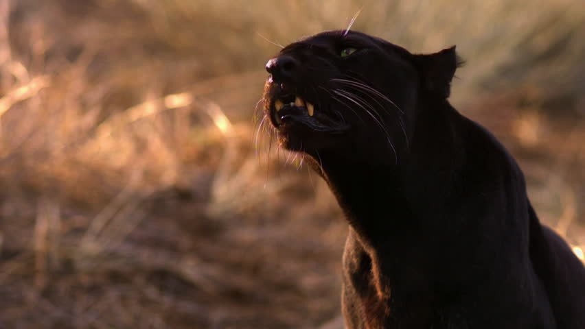 A black leopard, aka panther, growls ferociously. Royalty-Free Stock Footage #7127419