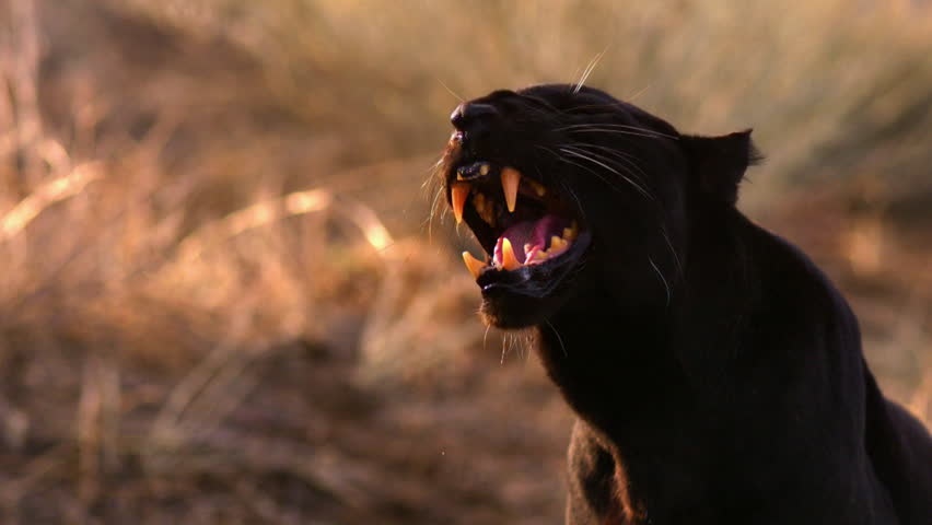 A black leopard, aka panther, growls ferociously. | Shutterstock HD Video #7127419