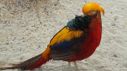 Golden pheasant tousled. Video of beautiful bird.