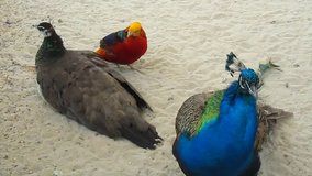 Pair peacocks and pheasant. Video of beautiful birds.