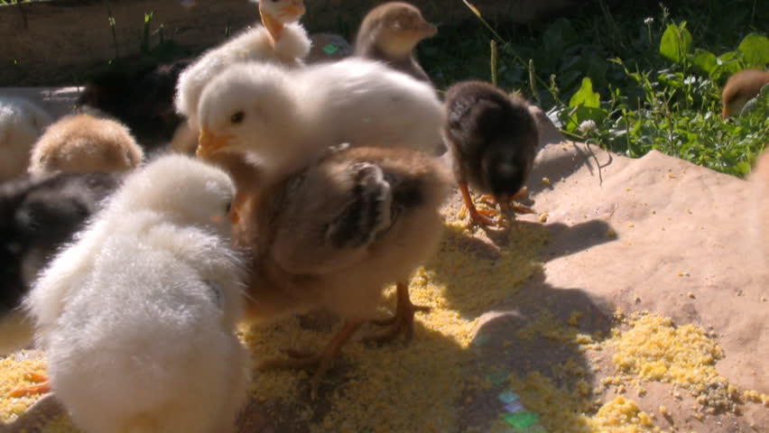 Cute baby chicks