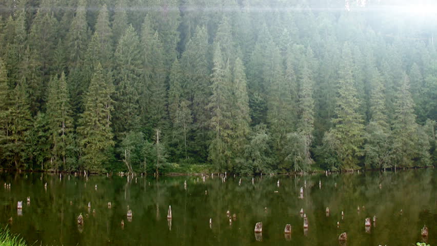 Forest and lake with sun flare