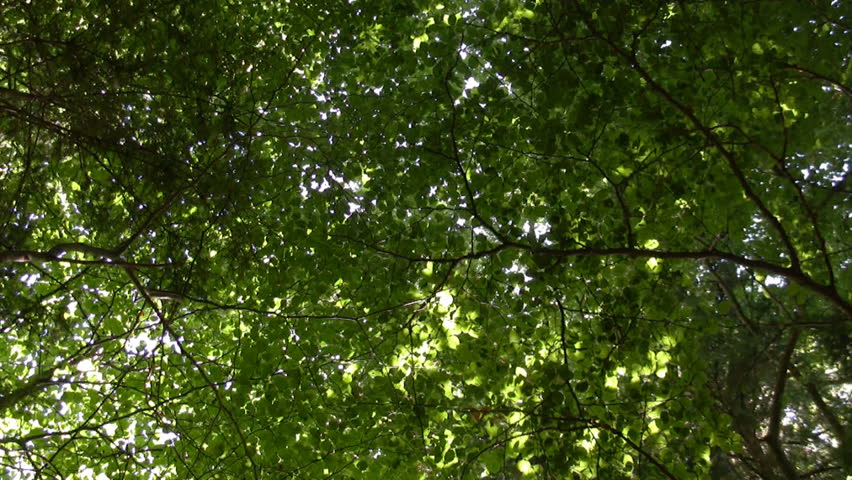 Forest and sun flare