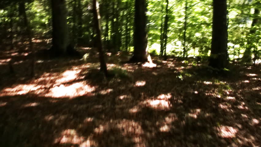 Forest chase