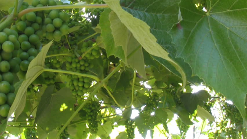 Wine leaves and grapes