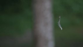 A worm hanging from a tree. An early morning in Valmiera, Latvia, North-East Europe by Gauja river in August 2014. Oak Leaf Roller or Cankerworm (Canker worm / Canker-worm). Camping in nature.