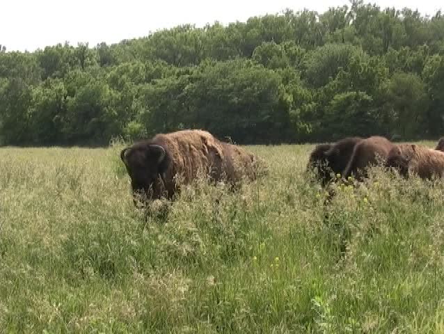 A herd of bison files past.  A short clip of a white bison walking away is included.