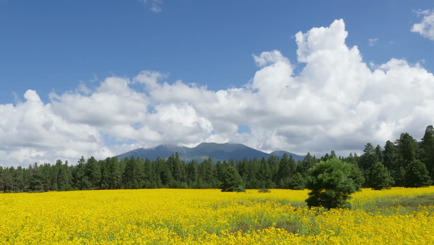 Turbuluent cumulus clouds over a field of daisies, and the San Francisco Peaks in northern Arizona. 4K UHD 3840x2160.