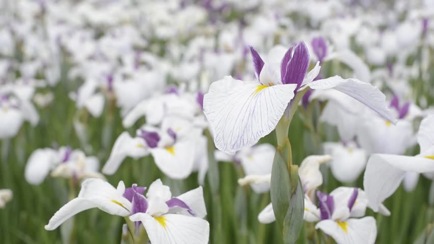 Three Colors Japanese Iris Flower Stock Footage Video 100 Royalty Free Shutterstock