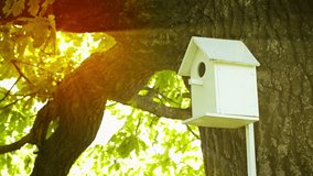 UHD video - Birdhouse fitted on the trunk of a large oak