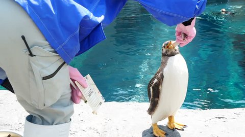 Man feeding penguin