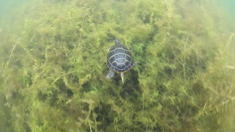 A Painted turtle (Chrysemys picta) swims through weeds growing in a shallow pond in New England. This common turtle often suns itself on logs or rocks to regulate its temperature.