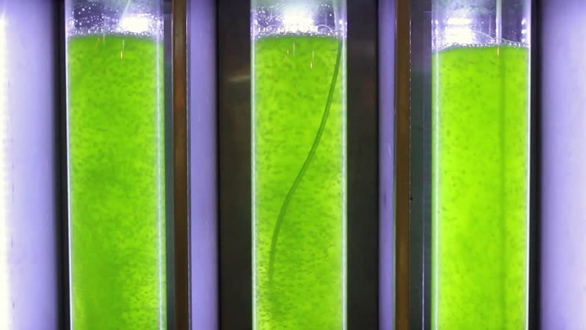 skinny algae energy bits