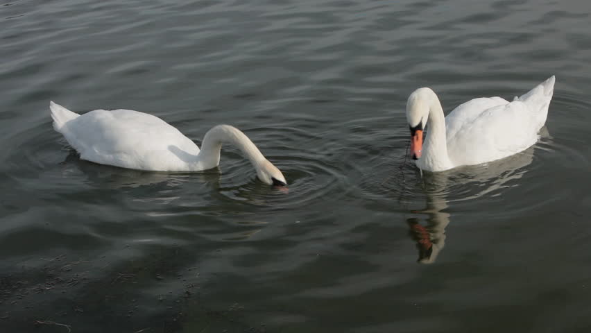Two Mute Swans Feeding Stock Footage Video (100% Royalty-free) 7140964