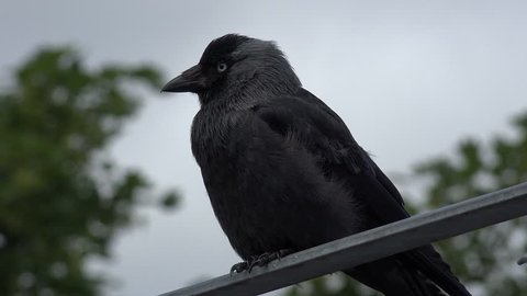 Dark black sinister jackdaw bird sitting on fence or railing