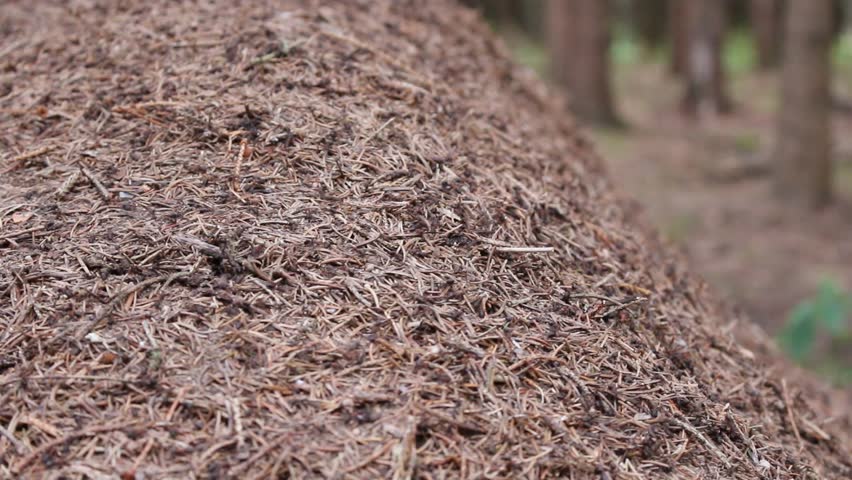 red ants closeup on ant hill Stock Footage Video (100% Royalty-free ...