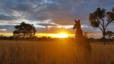 Kangaroo Sunset Australia Landscape