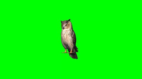 owl stands and looks around - 2 different Views- green screen
