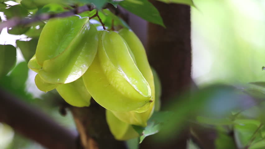 man hand pick starfruit