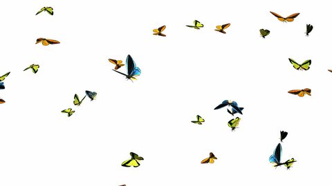 Looping Butterflies Slow Swarm Animation 1. With Alpha Mask, isolated on white