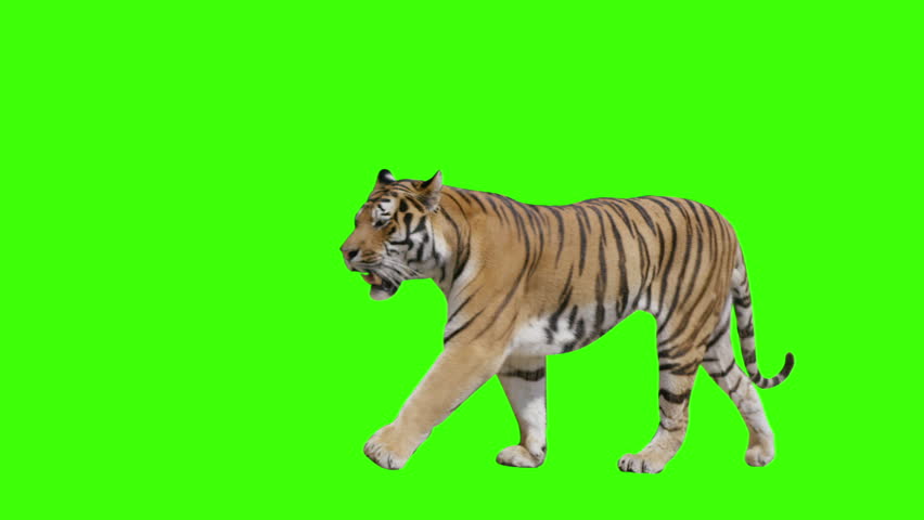 Tiger walking across the frame on green screen. Shot with Red Dragon. Alpha channel included.