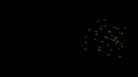 Looping Wasp Swarm Animation 2. With Alpha Mask, isolated on black
