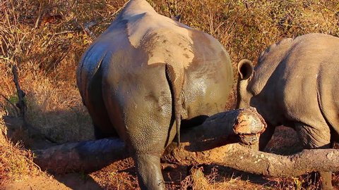 Rhino scratching itself on a log after a mudbath