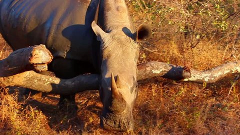 Rhino scratching itself on a log after a mud bath