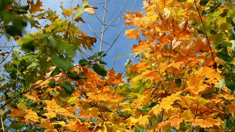 Leaves Turning Orange And Yellow On A Sugar Maple Tree In The Fall 