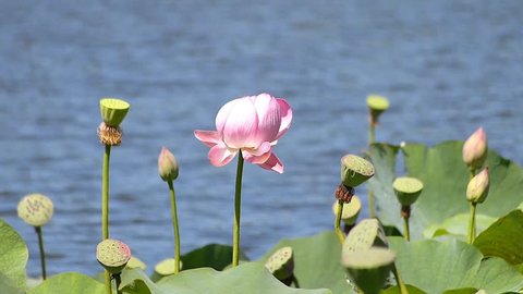 Lotus flower._6
· Shooting date: August 27, 2014. 
· Location: Hokkaido, Japan 
There is a popular flower typical of Japanese summer lotus. Taken at pond gregarious in Hokkaido.