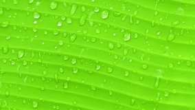 Video 1080p - The surface of green banana leaf with drops of water - nature background