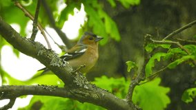 Video FullHD - Male Common Chaffinch (Fringilla coelebs) sitting on a branch in an oak forest