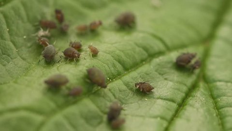 Video 1080p - Aphids on the surface of the green leaf. Agricultural pests close up