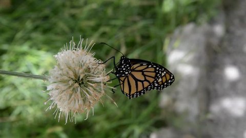 Monarch Butterfly on flower.