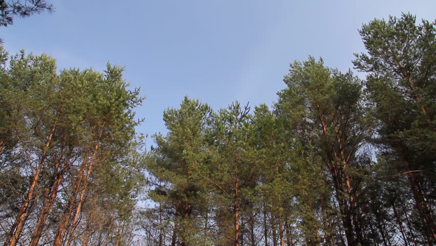 pine trees swaying in the wind, sky, shoot on canon 7d