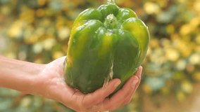 green bell pepper in hand under flowing water slow motion - Powered by Shutterstock - Get 15% off with code: PIKWIZARD15