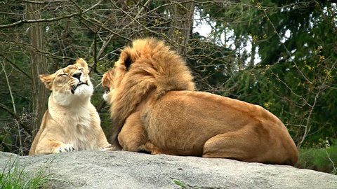 Lion pair loving and kissing