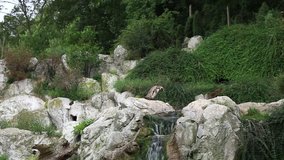 Penguin stays on the top of rock with waterfall in green park