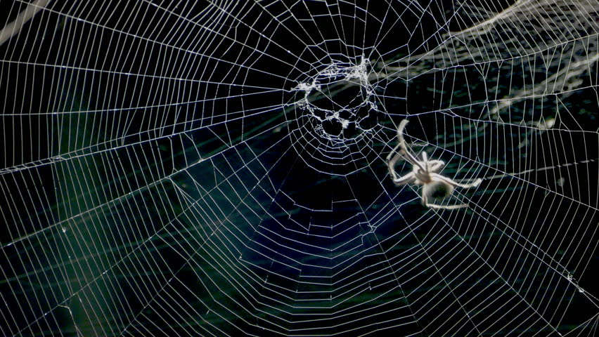 A Close Up View Of Stock Footage Video 100 Royalty Free Shutterstock