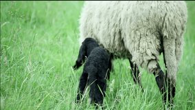 Video of a black lamb standing in the field and looking in the camera. 1080p video at 25 fps/Black lamb and sheep standing in the field.