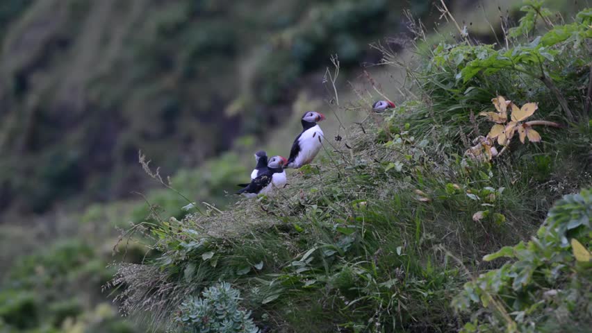 Few puffins resting on a cliff during the polar day, Vik i Myrdal, South Iceland