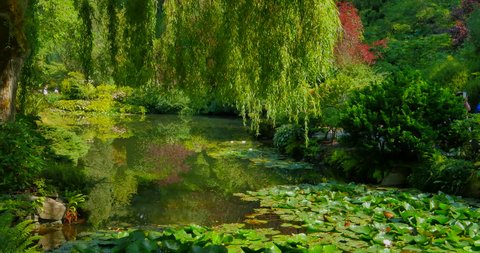 Willow Tree over Lily Pad Pond in Park
