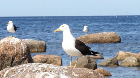 Rare seagull (Lesser black-backed gull, subspecies Larus fuscus fuscus) close up. Near colony of birds with voices. Gulf of Finland, Baltic sea