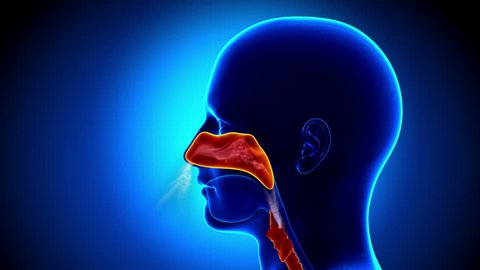 Human Sinuses Anatomy - Flu - Full Nose