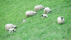 Video of a group of sheeps grazing in the field and walking away from the camera. 1080p video at 25 fps/Group of sheeps grazing in the field