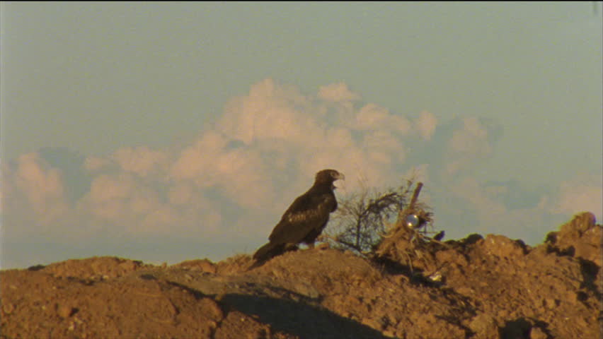 Wedge-Tailed Eagle perched on a rock